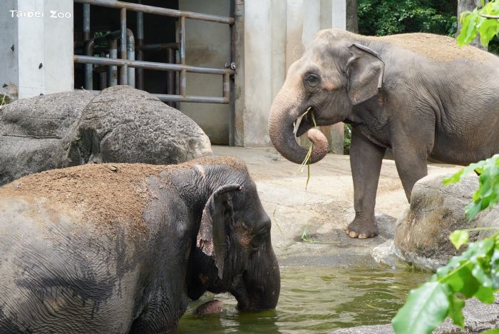 大象也要運動！臺北動物園亞洲象的趣味健身與雨林區新篇章